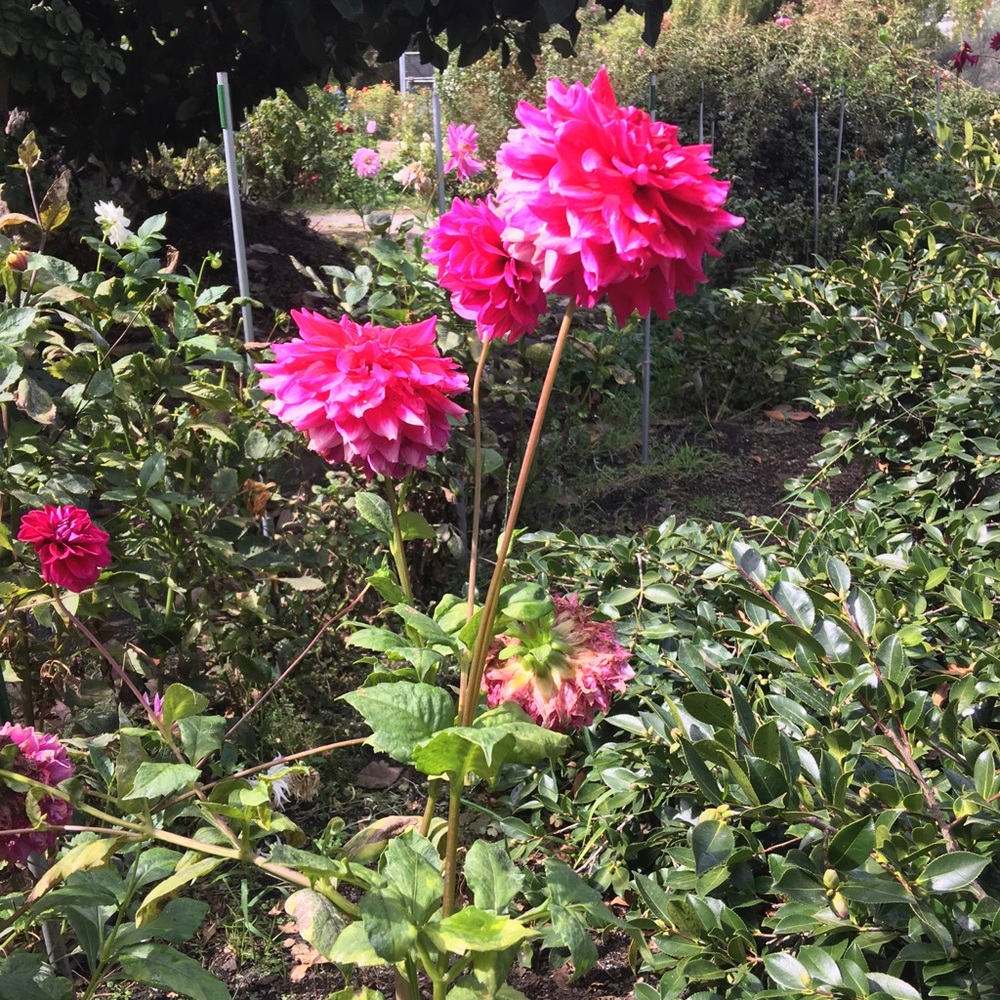 Meet your Posher, Kit kat